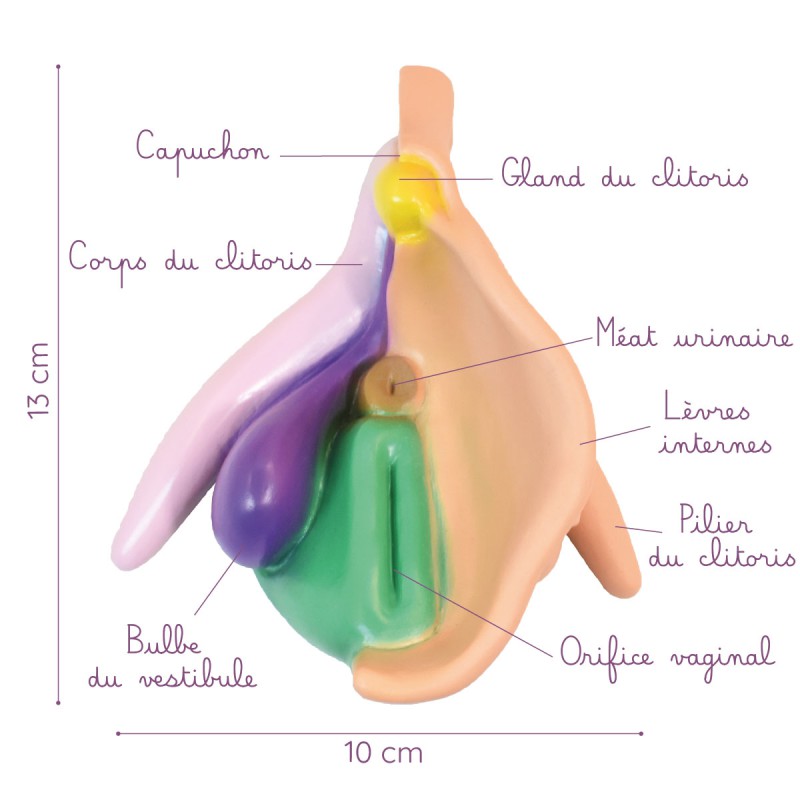 Modèle anatomique de vulve clair en PVC description