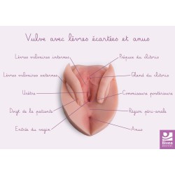 Carte anatomique Vulve avec...