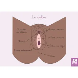 schéma anatomique de la vulve peau foncée