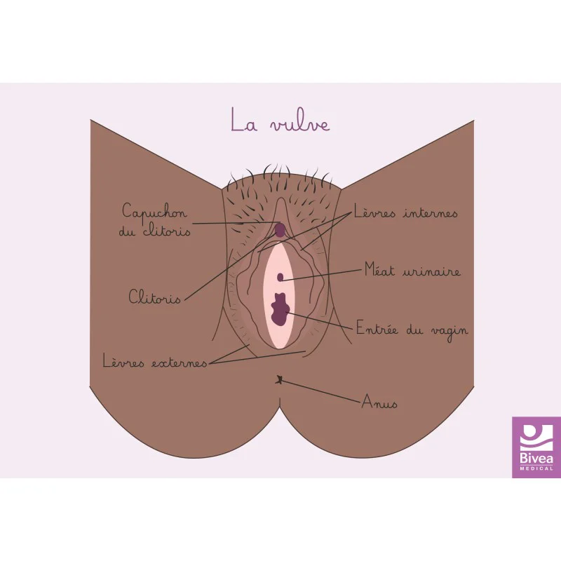 schéma anatomique de la vulve peau foncée