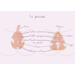 Carte anatomique Périnée