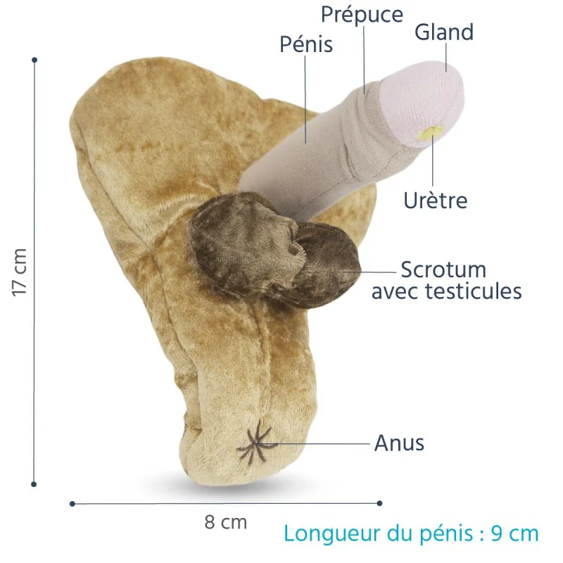 Modèle anatomique intersexué de pénis avec Hypospadias non circoncis en peluche