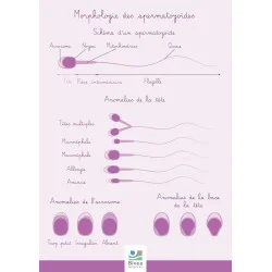 Schéma détaillant la morphologie des spermatozoïdes