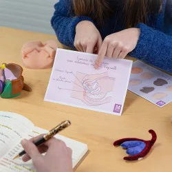 Schéma exercice de dilatation avec le dilatateur vaginal Vagiwell cours pédagogique