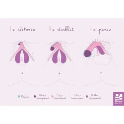 Carte anatomique Clitoris...