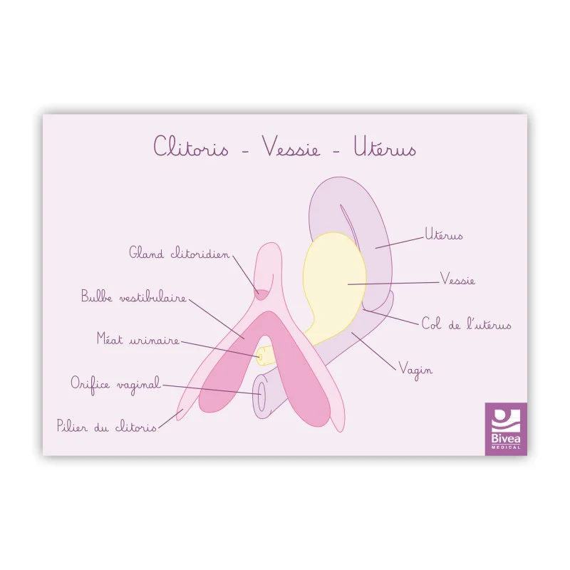 Carte anatomique Clitoris Vessie Utérus