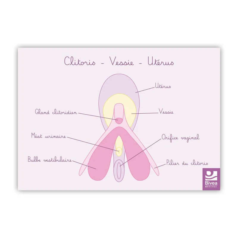 Carte anatomique Clitoris Vessie Utérus