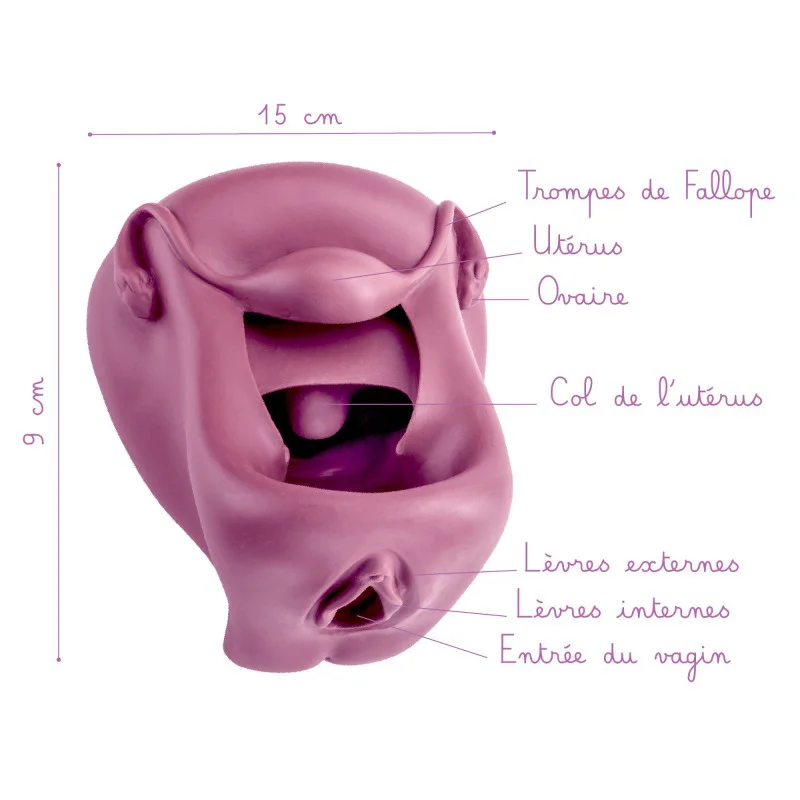 Légendes Modèle anatomique de Vagin + Vulve en silicone