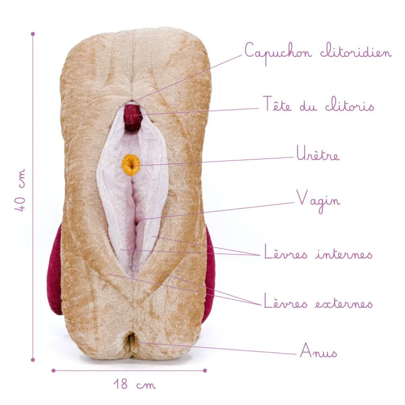 Modèle anatomique de Vagin + Vulve + Clitoris + Anus en peluche XXL