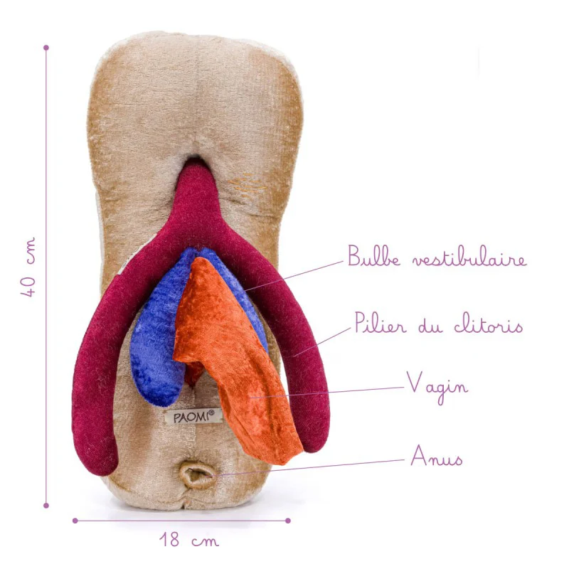 Modèle anatomique de Vagin + Vulve + Clitoris + Anus en peluche XXL