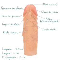 Modèle anatomique de pénis fin et court en silicone