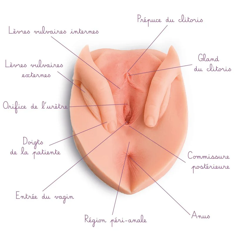 Vulve avec lèvres écartées et anus en silicone