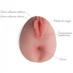 Location Modèle anatomique d'anus en silicone avec vulve