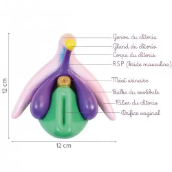 Schéma clitoris 3D zn PVC