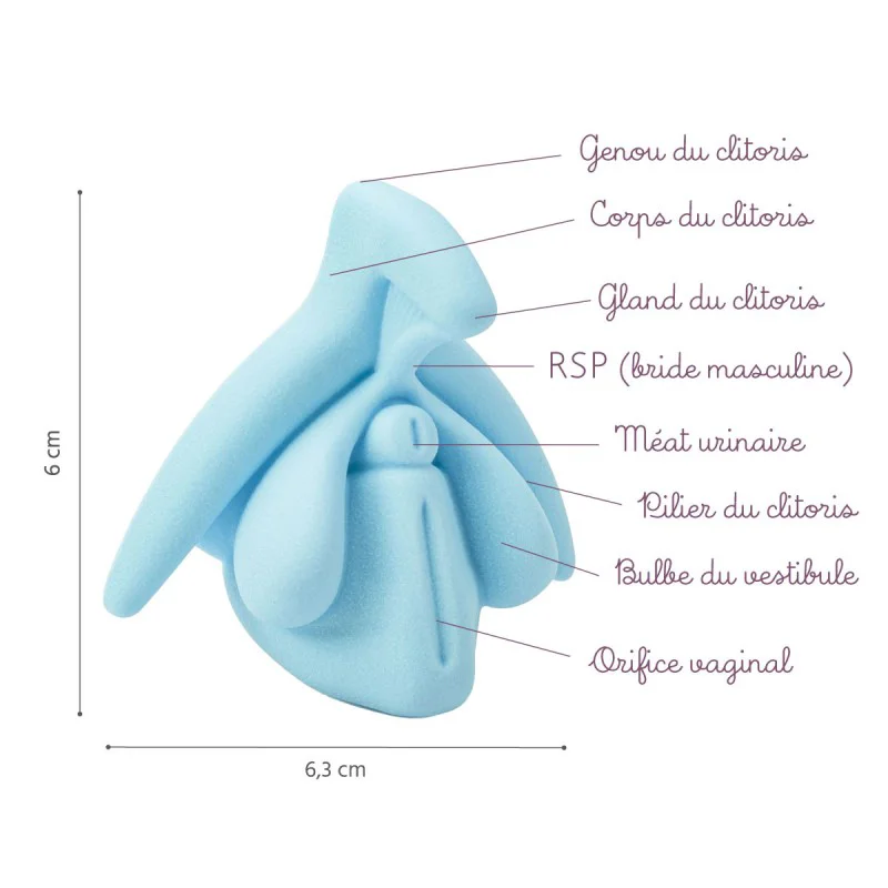 Location Modèle éducatif anatomie du clitoris en 3D