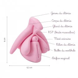 Location Modèle éducatif anatomie du clitoris en 3D