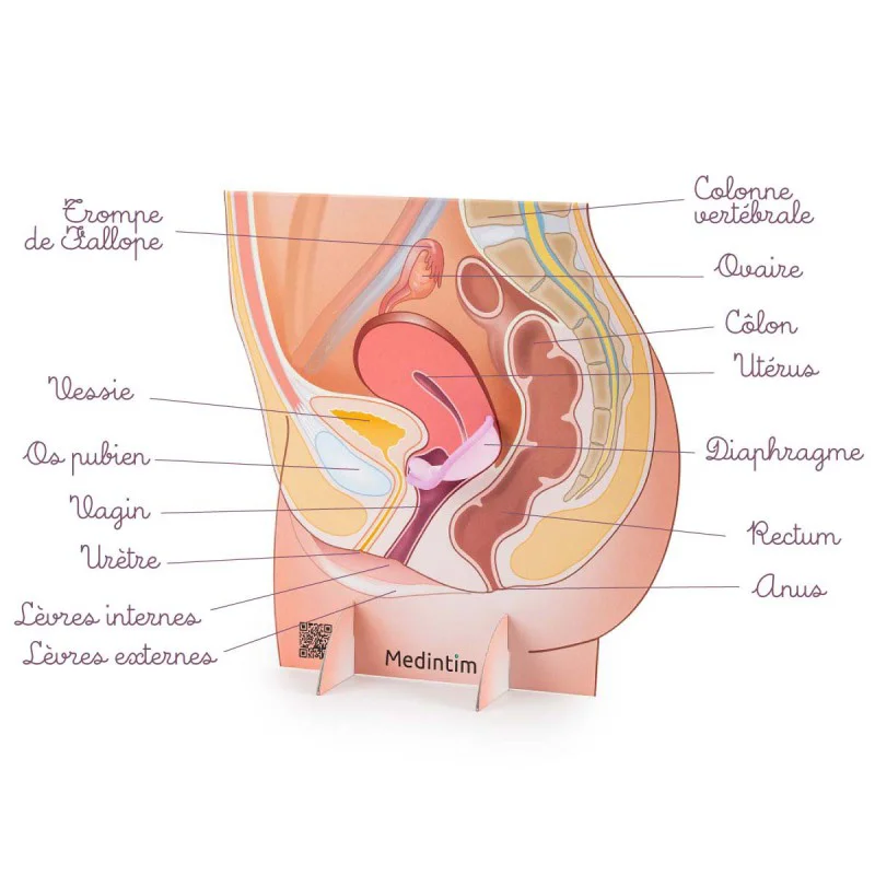 schéma de l'appareil génital féminin en carton avec un diaphragme à taille unique