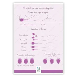 Poster A4 morphologie des spermatozoïdes