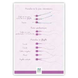 Poster A4 morphologie des spermatozoïdes