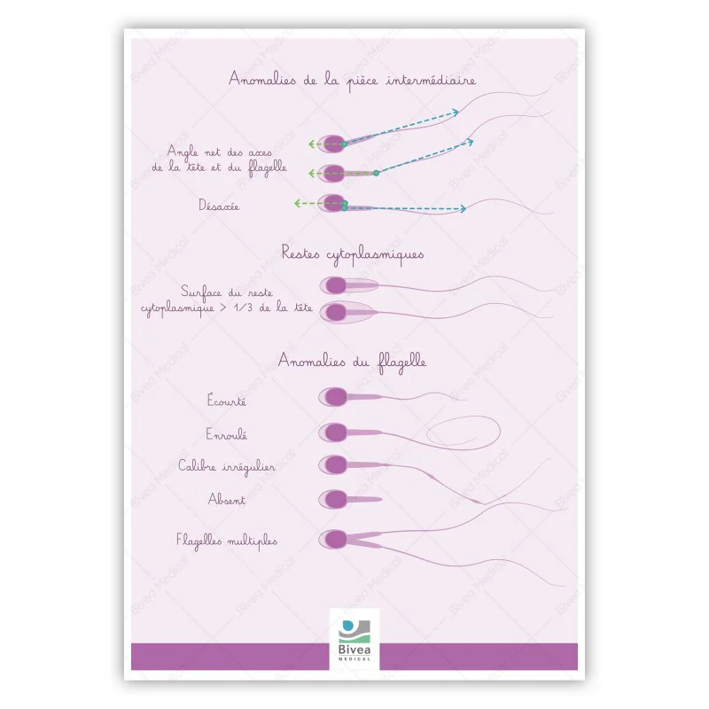 Poster A4 morphologie des spermatozoïdes