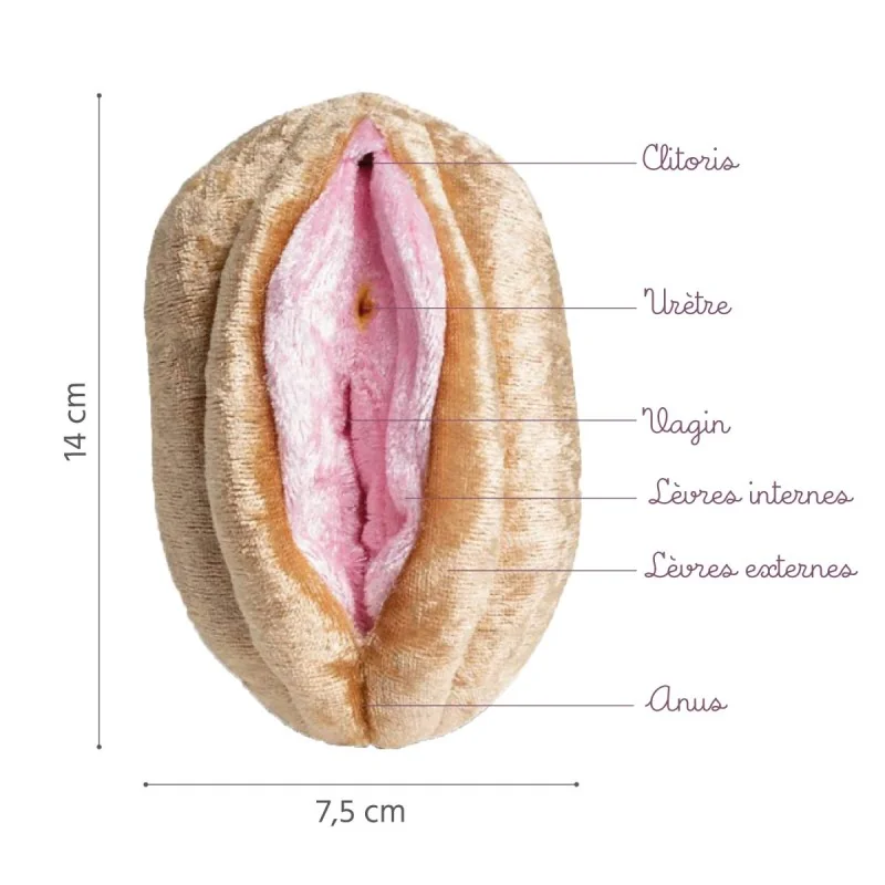 Location Modèle anatomique Vagin + Vulve avec urètre en peluche Location Modèle anatomique Vagin + Vulve avec urètre en peluche