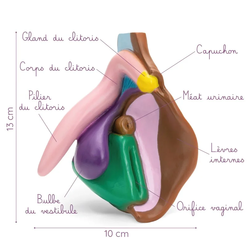 Modèle anatomique de vulve foncé en PVC Modèle anatomique de vulve foncé en PVC