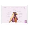 Carte anatomique Clitoris avec vaisseaux sanguins et nerfs Carte anatomique Clitoris avec vaisseaux sanguins et nerfs