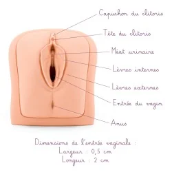 Modèle anatomique Vagin et Utérus pour Formation