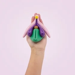 Modèle anatomique Clitoris...