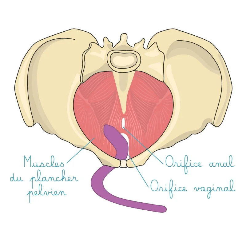 Baguette pelvienne pliable Baguette pelvienne pliable