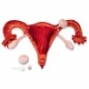 Location Modèle anatomique utérus et ovaires en peluche grand