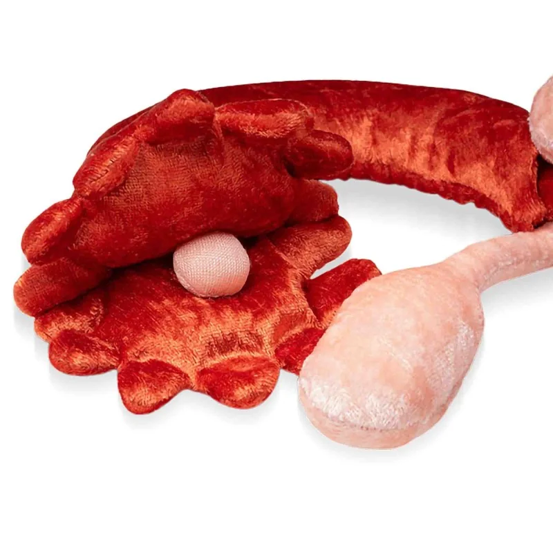 Location Modèle anatomique utérus et ovaires en peluche grand