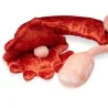 Location Modèle anatomique utérus et ovaires en peluche grand