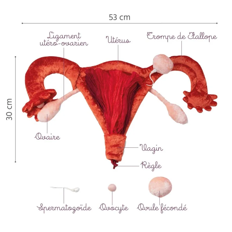 Location Modèle anatomique utérus et ovaires en peluche grand