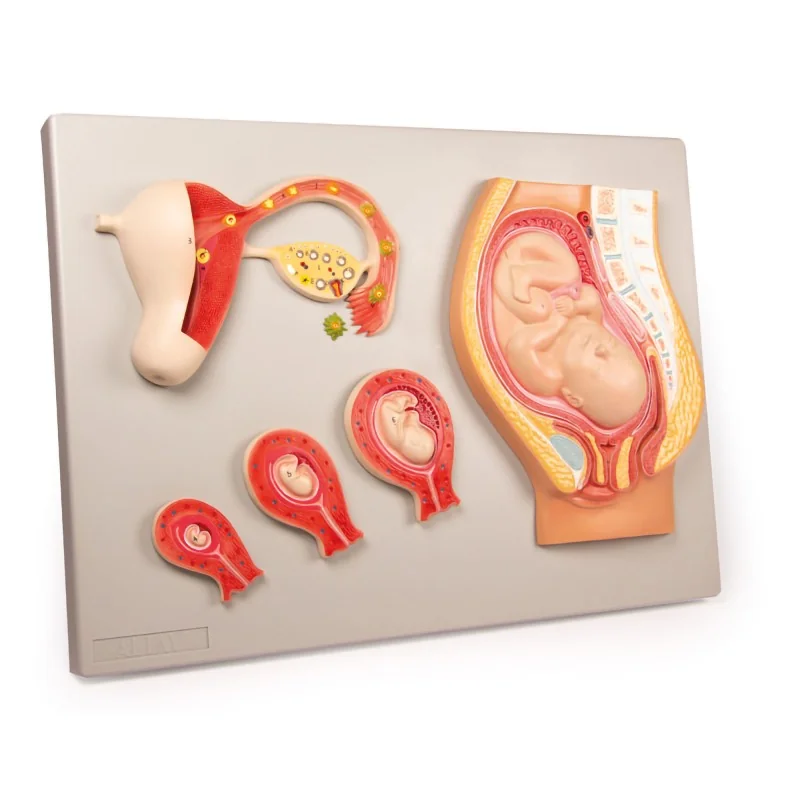 Modèle du développement d'un foetus