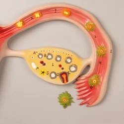 Modèle du développement d'un foetus