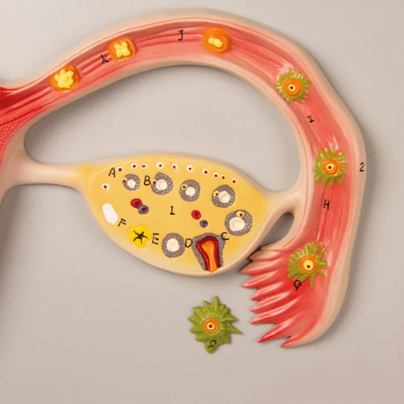 Modèle du développement d'un foetus