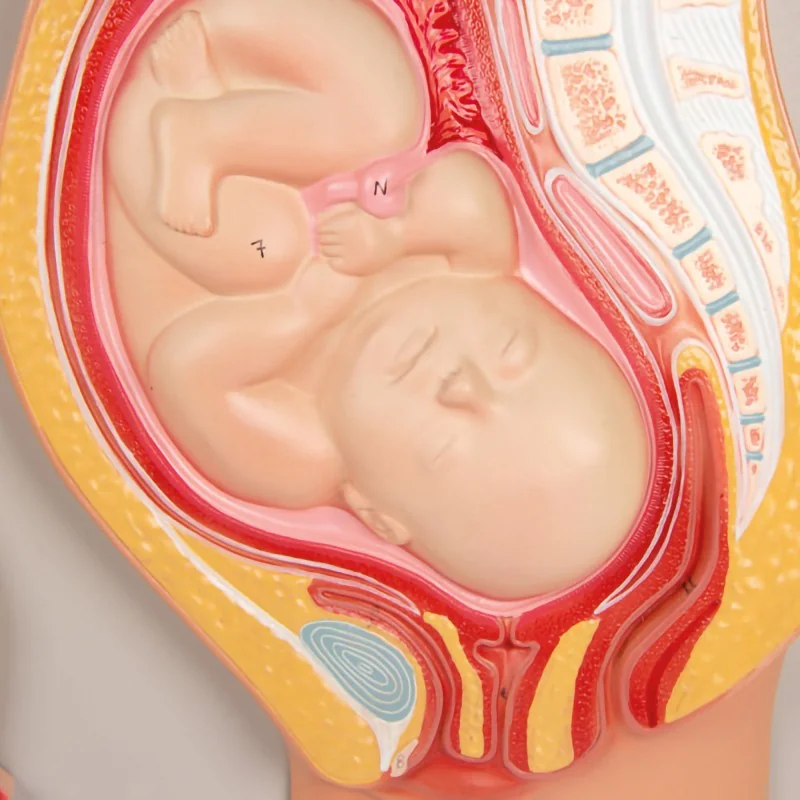 Modèle du développement d'un foetus