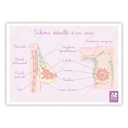 Schémas détaillés du sein