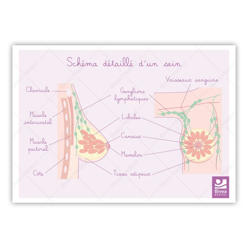 Schémas détaillés du sein Schémas détaillés du sein