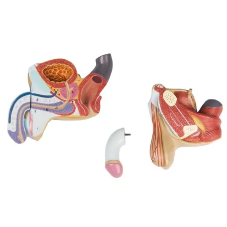 Modèle des organes génitaux masculins, 4 parties, taille réelle