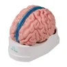 Modèle de cerveau, 5 parties, taille réelle, type anatomique