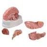 Modèle de cerveau, 5 parties, taille réelle, type anatomique