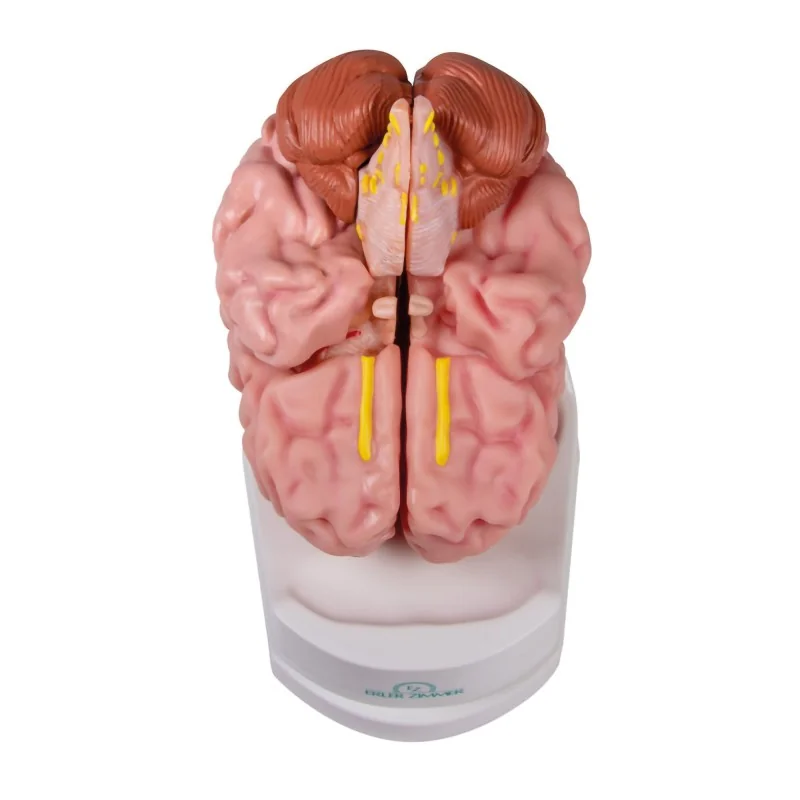 Modèle de cerveau, 5 parties, taille réelle, type anatomique