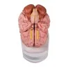 Modèle de cerveau, 5 parties, taille réelle, type anatomique