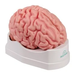 Modèle de cerveau, 5...