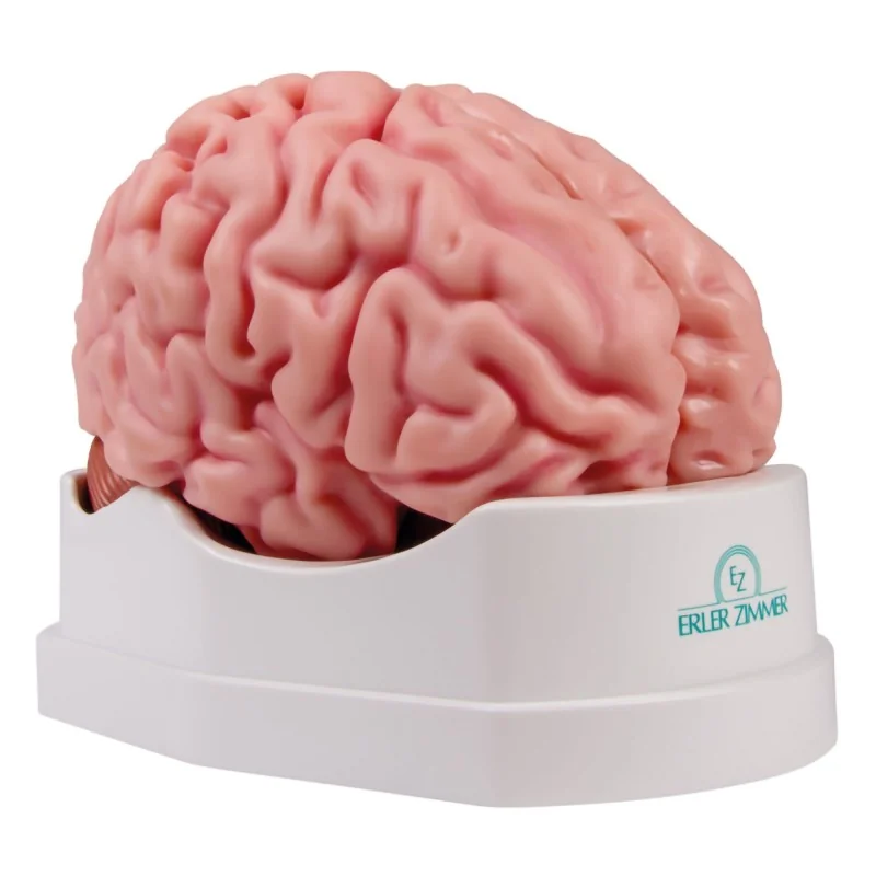 Modèle de cerveau, 5 parties, taille réelle, type anatomique