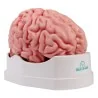 Modèle de cerveau, 5 parties, taille réelle, type anatomique