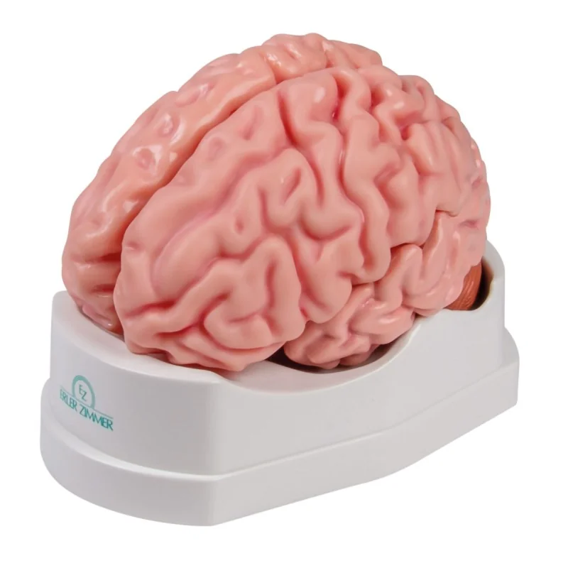 Modèle de cerveau, 5 parties, taille réelle, type anatomique