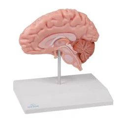 Modèle de demi-cerveau, taille réelle, type anatomique